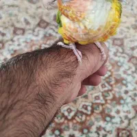 طوطی گرینچیک