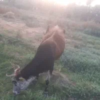 گاو مال داری|حیوانات مزرعه|پشتکوه (سیستان و بلوچستان), |دیوار