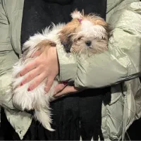 سگ شیتزو فلت