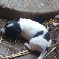 واگذاری پاکوتا