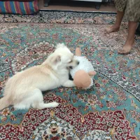 سگ پامر اشپیتز