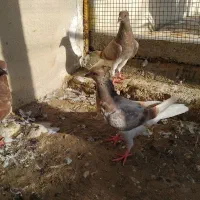 کبوتر برای فروش