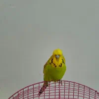 مرغ عشق انگلیسی گرید A|پرنده|اهر, |دیوار