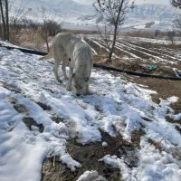 ماده سگ|سگ|گرمخان, |دیوار