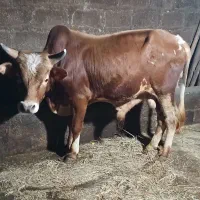 فروش 2 تا ورزا محلی و دورگ محلی