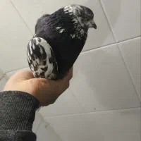 کفتر کبوتر پرشی پرسی نر مست مفت