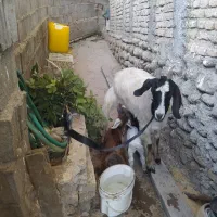 بز بزغاله دار دوقلو جوان شیردار