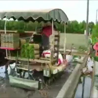 نشاکاری