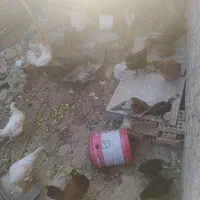 مرغ و خروس جوجه|حیوانات مزرعه|اندیمشک, |دیوار