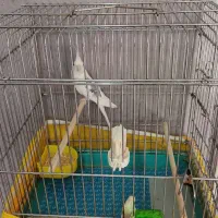 دوکت البینو|پرنده|قزوین, |دیوار