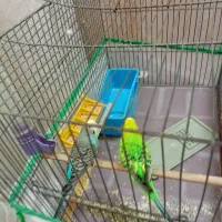 مرغ عشق|پرنده|قم, امامزاده ابراهیم|دیوار