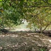 باغ گردو در روستای صفی آباد|فروش زمین و ملک کلنگی|دوزین, |دیوار