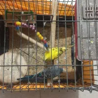 واگذاری رایگان  دوعدد مرغ عشق باقفس