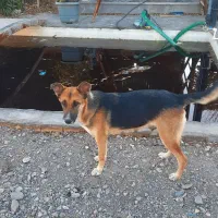 واگذاری سگ ژرمن ۱ ساله