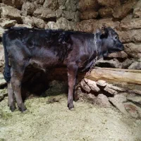گوساله ماده جنس لیمو زین