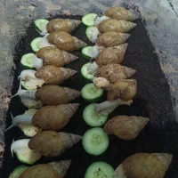 شغل دوم بی دردسر ، پاکسازی پوست ، حیوان خانگی|حیوانات مزرعه|آبیک, |دیوار