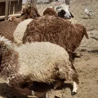 گوسفند|حیوانات مزرعه|سوسنگرد, |دیوار