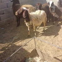 دو عدد میش