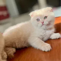 گربه اسکاتیش