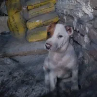 توله آلبای میکس با سرابی