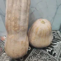 کدومحلی بهره|خوردنی و آشامیدنی|لنگرود, |دیوار