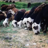 70 درصد تخفیف ویژه برای امروز گوسفند زنده قبراق