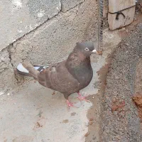 کبوتر|پرنده|شیراز, شهرک قمشه|دیوار