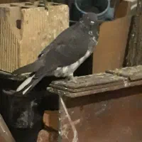 کبوتر کاکلی و تهرانی|پرنده|صحنه, |دیوار