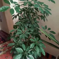 گل و گیاه خانگی بزرگ|گل و گیاه طبیعی|اسکو, |دیوار