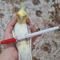 جفت عروس هلندی|پرنده|سرپل ذهاب, |دیوار