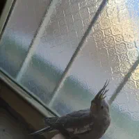 جوجه عروس هلندی کاملاً دستی