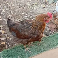 مرغ|حیوانات مزرعه|اسلام‌شهر, شهرک قائمیه|دیوار