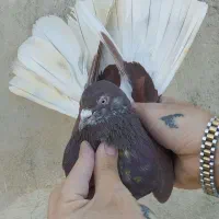 کفتر گرفتنی نواب