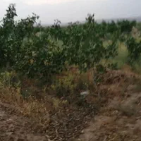 فروش زمین ۵۰۰۰ متری در کوه سفید