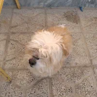 سگ گمشده|حیوانات|نجف‌آباد, ویلاشهر|دیوار