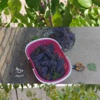 فروش باغ ویلا|فروش خانه و ویلا|کاشمر, |دیوار