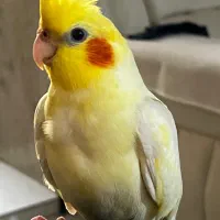 عروس هلندی نر