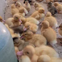 جوجه کاکلی، اردک،بلدرچین،بوقلمون، محلی|حیوانات مزرعه|کاشان, کارگر|دیوار