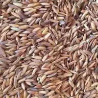 چلتوک برنج عنبربو بذری