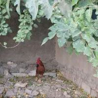 جوجه مرغ خروس (کردی -ماشینی)