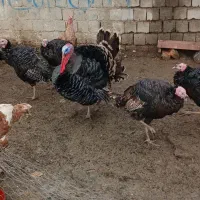 بوقلمون عمده