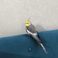 عروس هلندی سخنگو