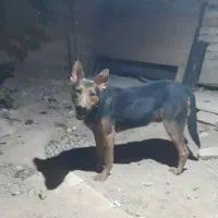 واگذاری سگ نژاد ژرمن دوبرمن|سگ|کرج, گلدشت|دیوار