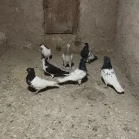 کفتر ماده راست سیاه.کله سیاه. ساده امری|پرنده|مشهد, آبکوه|دیوار