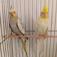 عروس هلندی جفت مولد