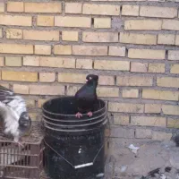 کبوتر زاغ ابادانی|پرنده|شادگان, |دیوار