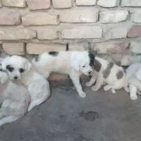 سگ پا کوتاه|سگ|یزد, |دیوار
