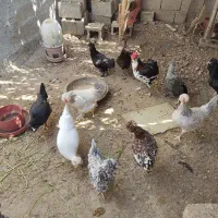 تخم مرغ نطفه دار چهل تاج گلین وبرما|حیوانات مزرعه|برازجان, |دیوار