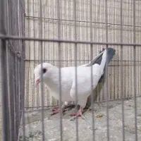 ماده دم سیاه خوشکل