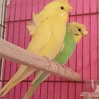 سهره،قناری،مرغ عشق